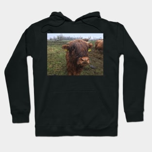 Scottish Highland Cattle Calf 1993 Hoodie